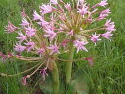 Brunsvigia radulosa lighter flowering form